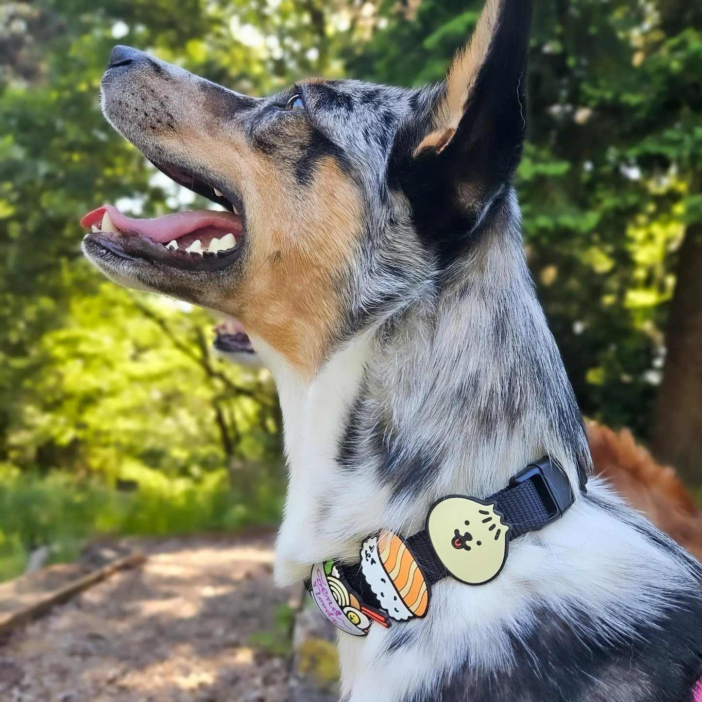 Bao Dog Jiby