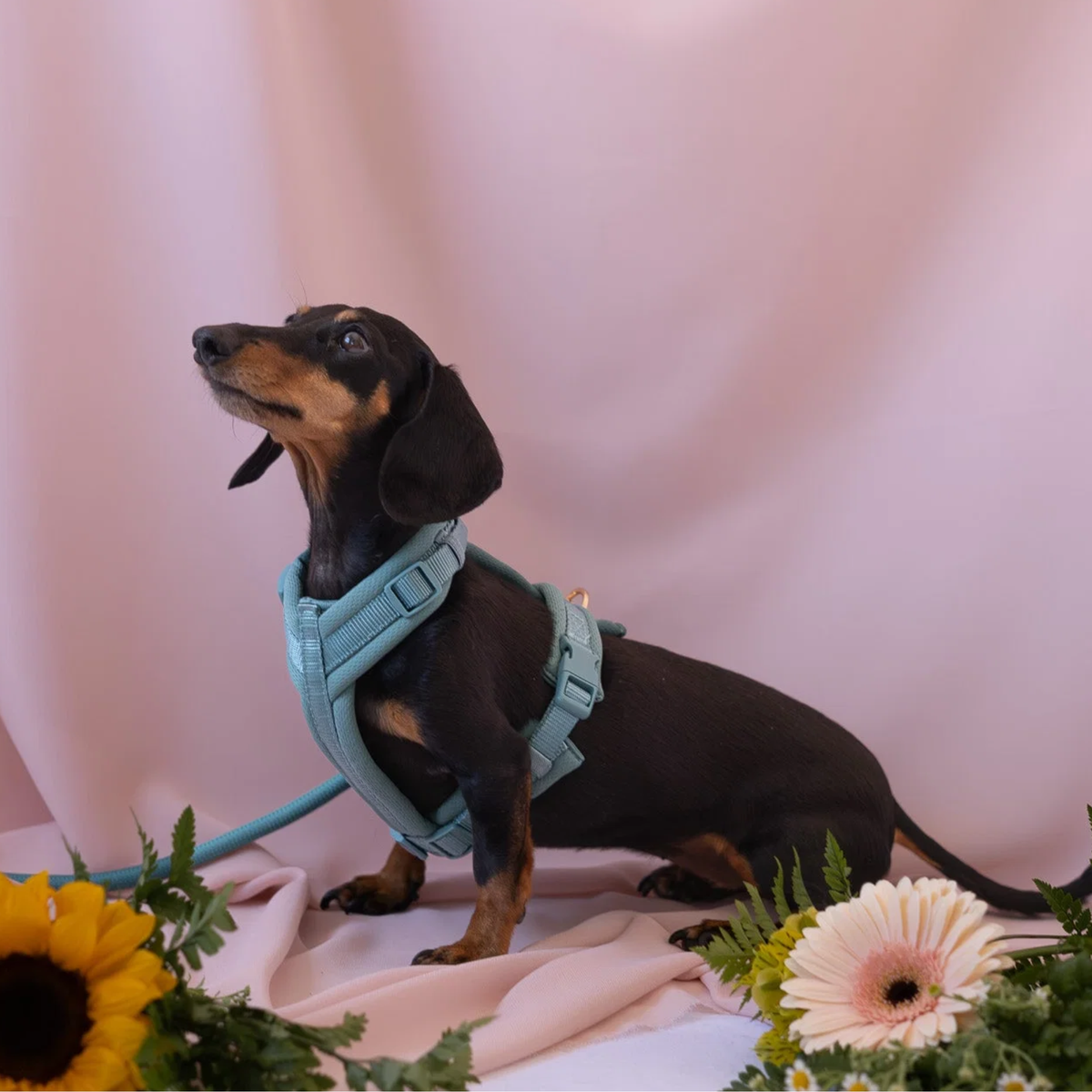 Blue Comfort Dog Harness