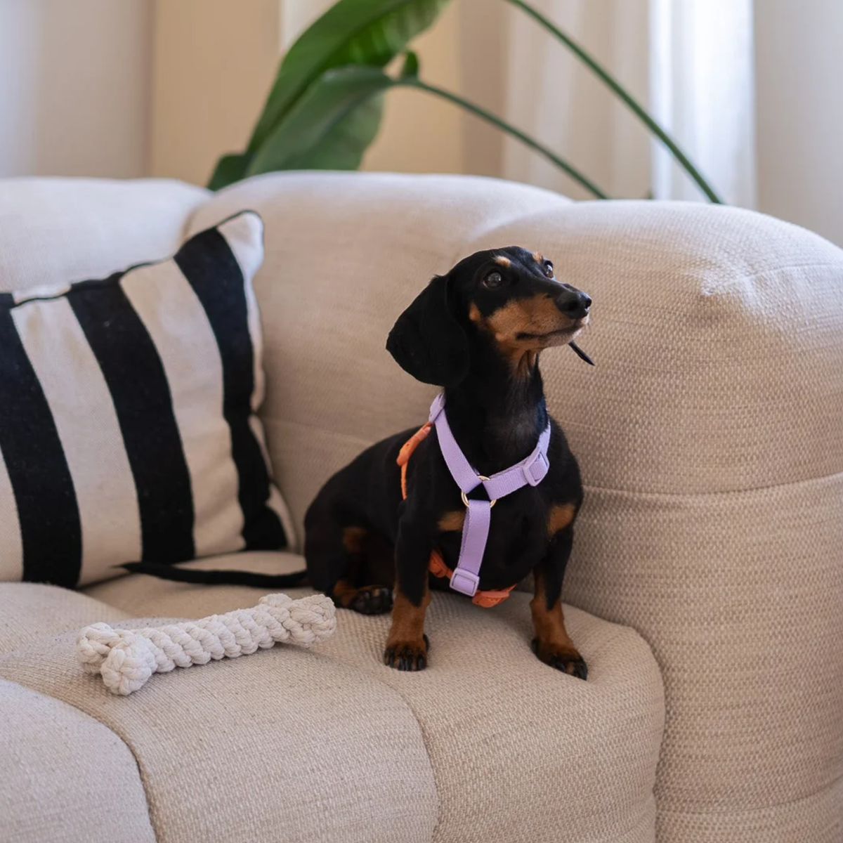 Lavender and Terracotta Dog Harness