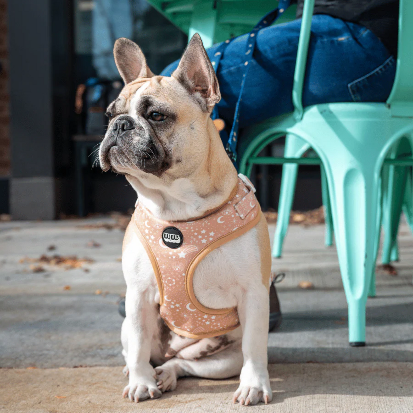 Pawstruck Adjustable Harness