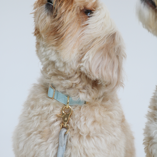 Baby Blue Dog Collar