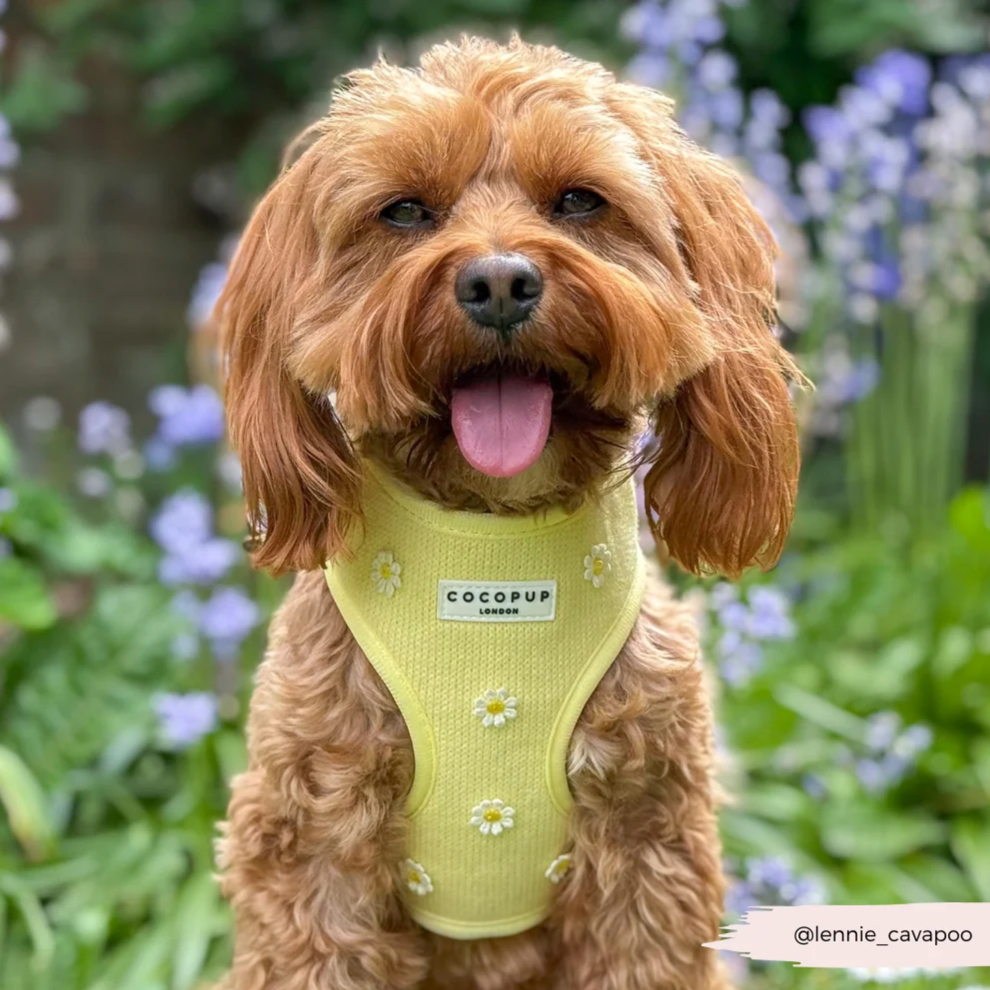 Buttercup Adjustable Harness