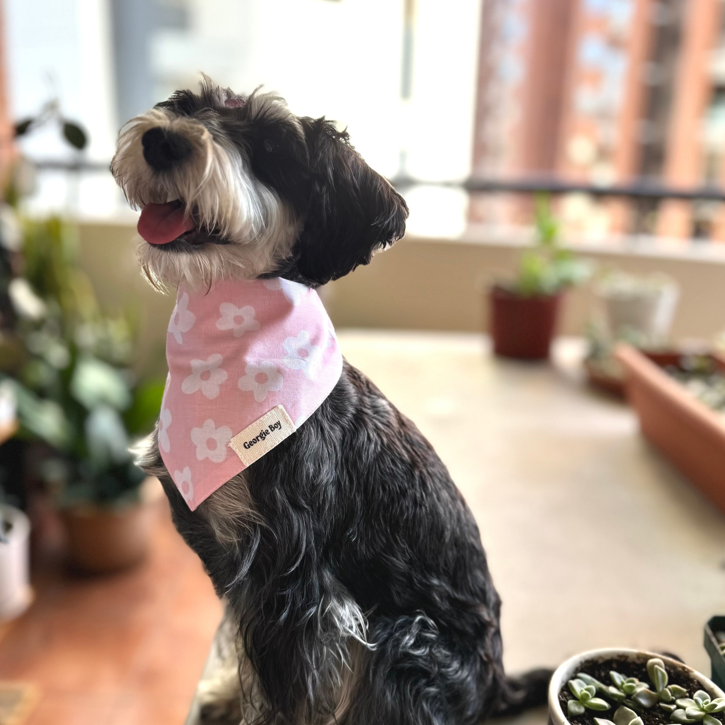 Daisie Bandana