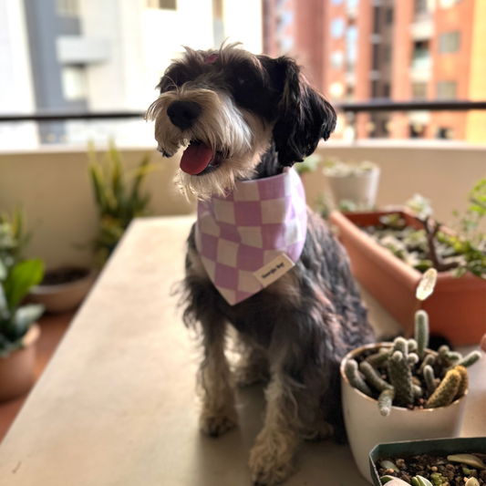 Bishop Bandana