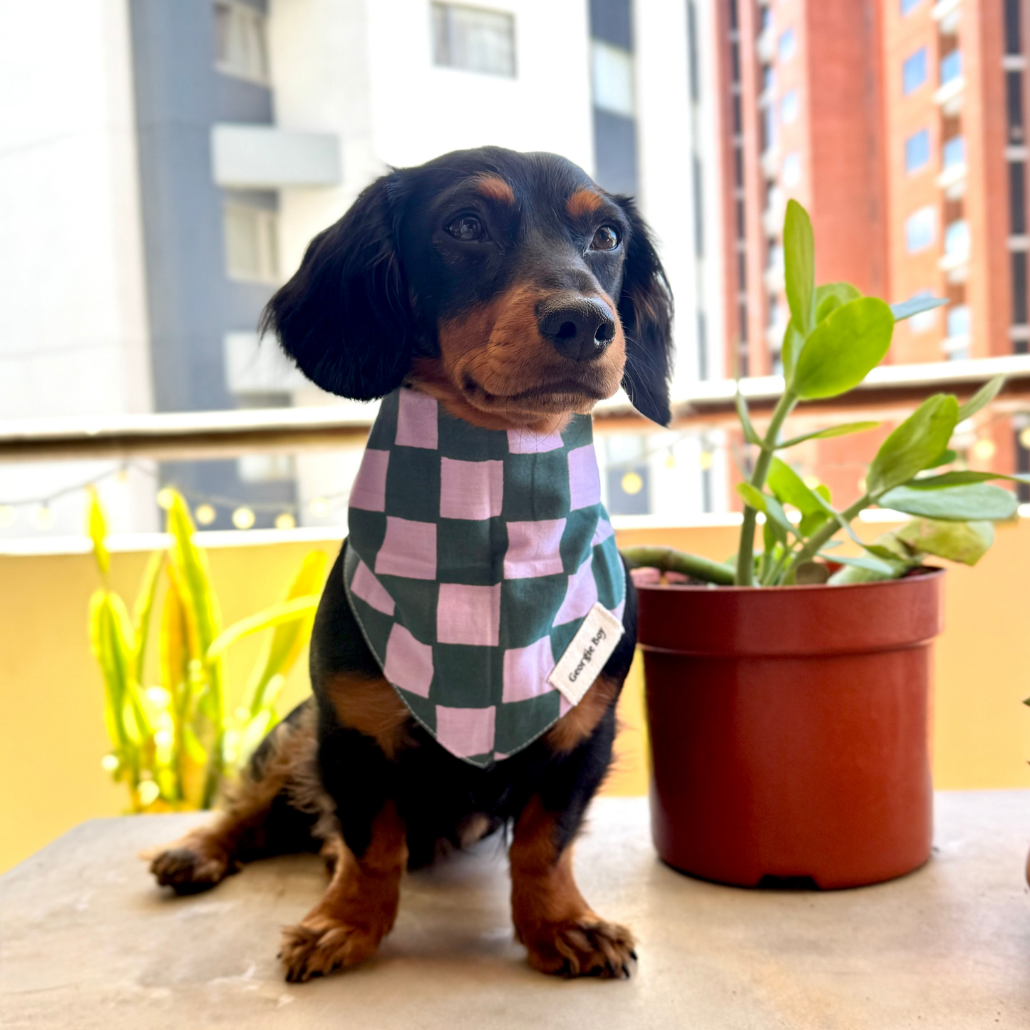 Brooklyn Bandana