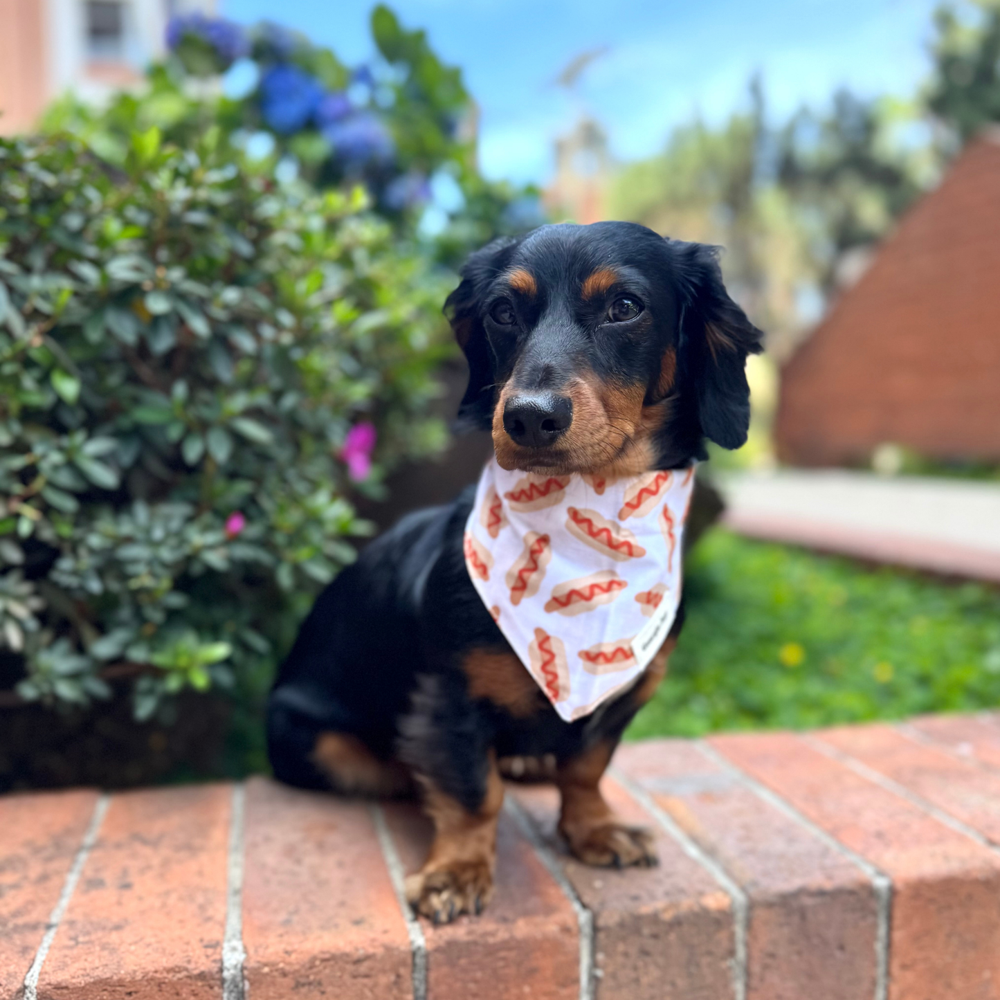 Sizzle Bandana