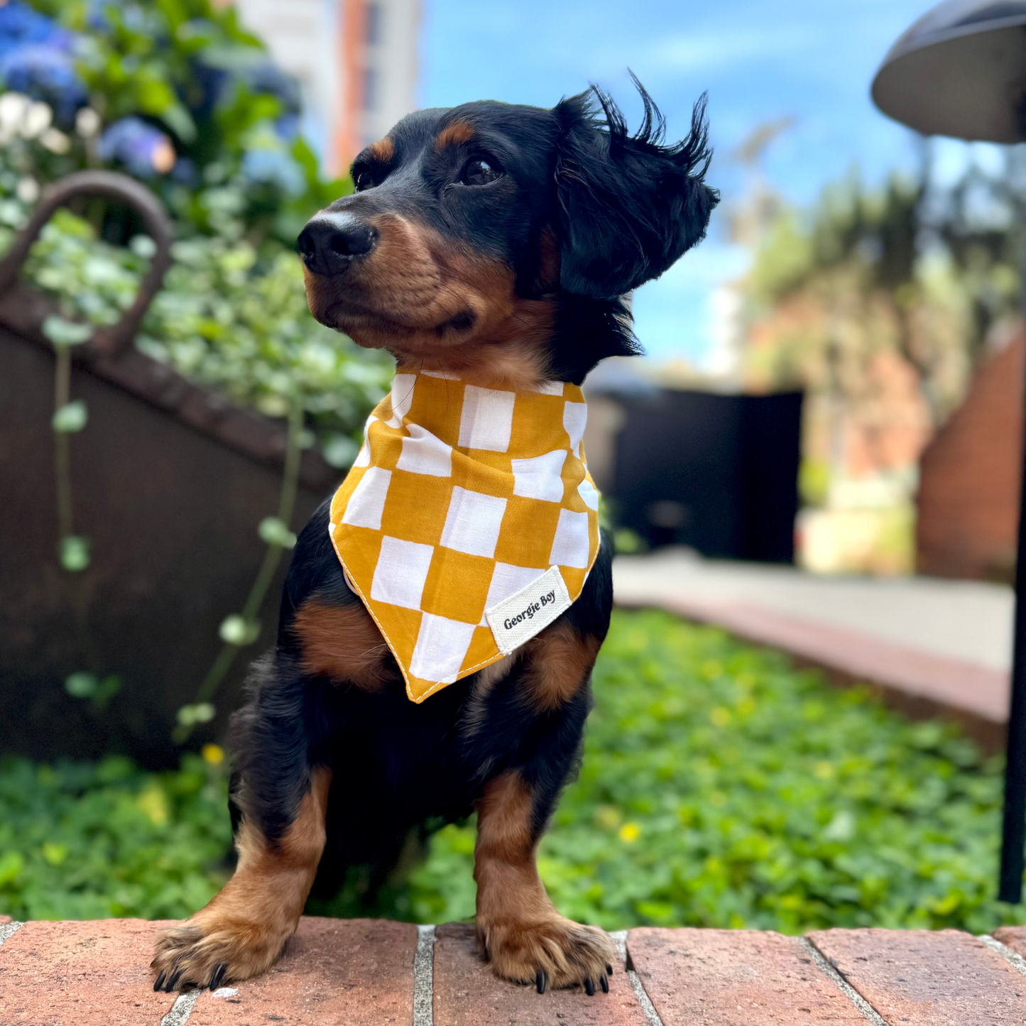 Legend Bandana