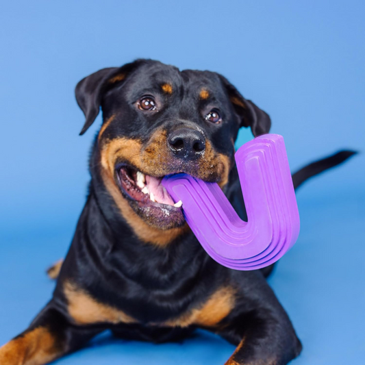 Tough Chew-ers Archie