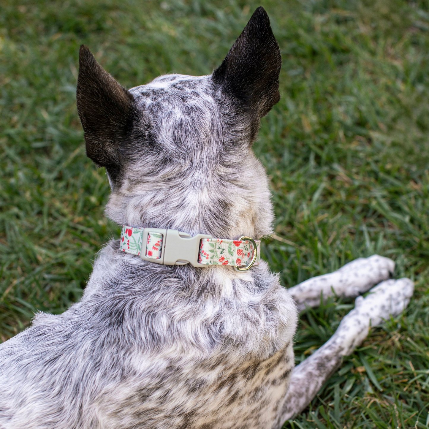 Ditsy Floral Dog Collar