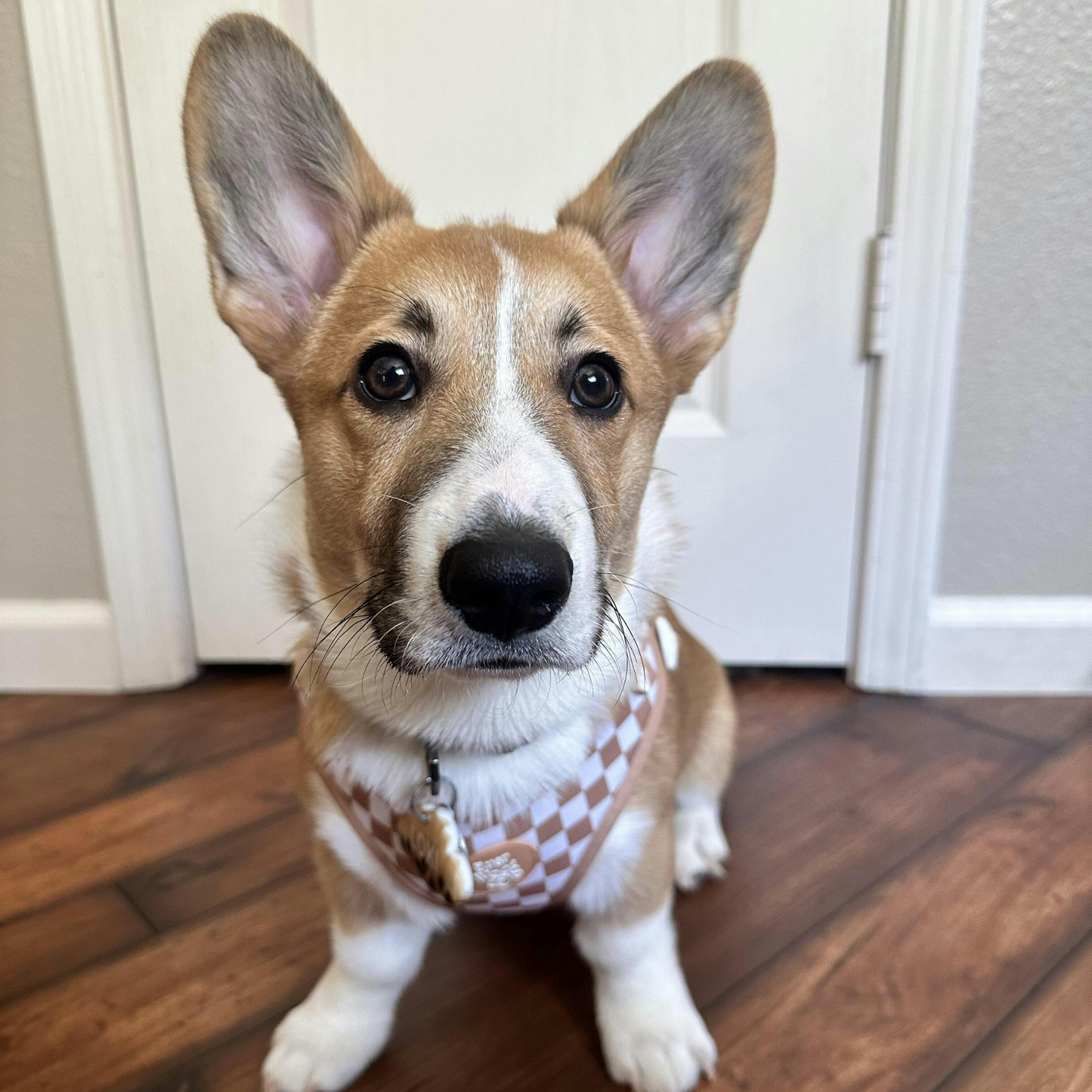 Check Me Out Adjustable Harness