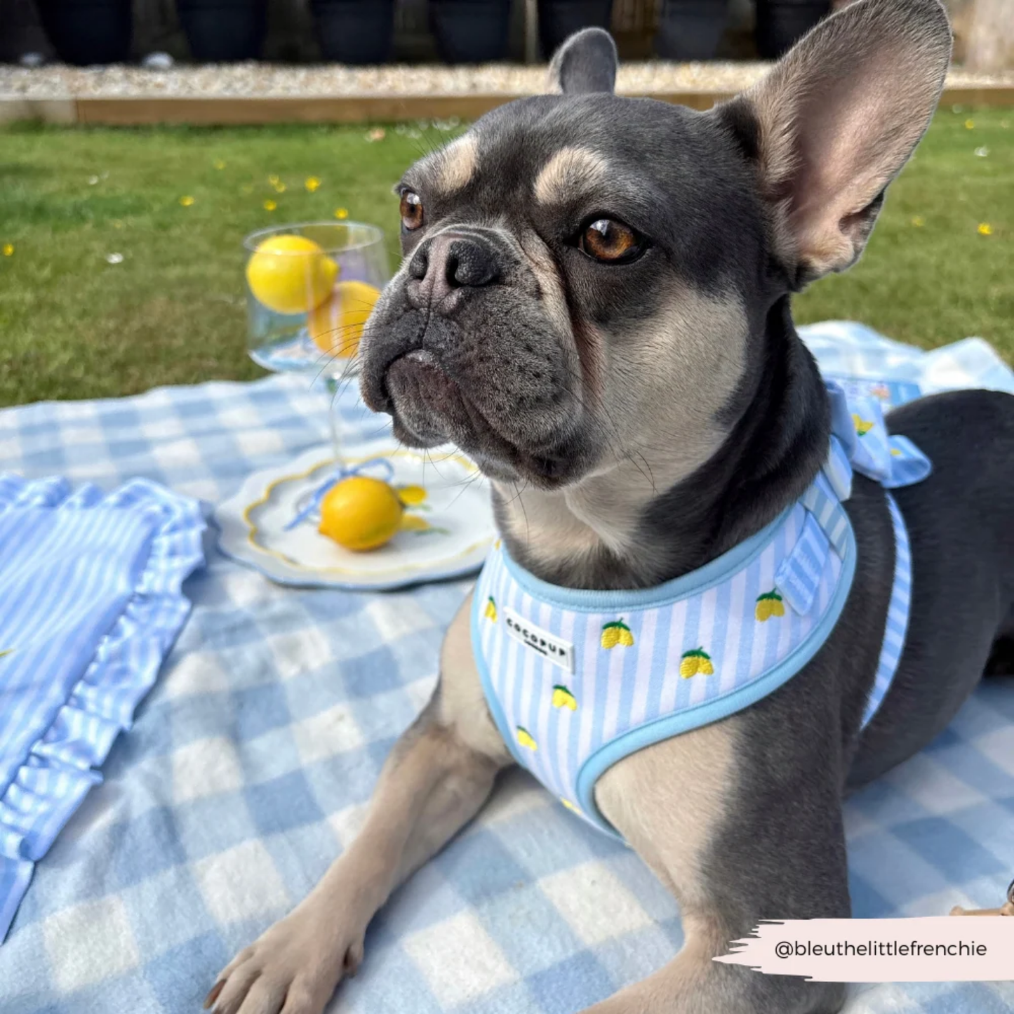 Living La Vida Lemon Adjustable Neck Harness