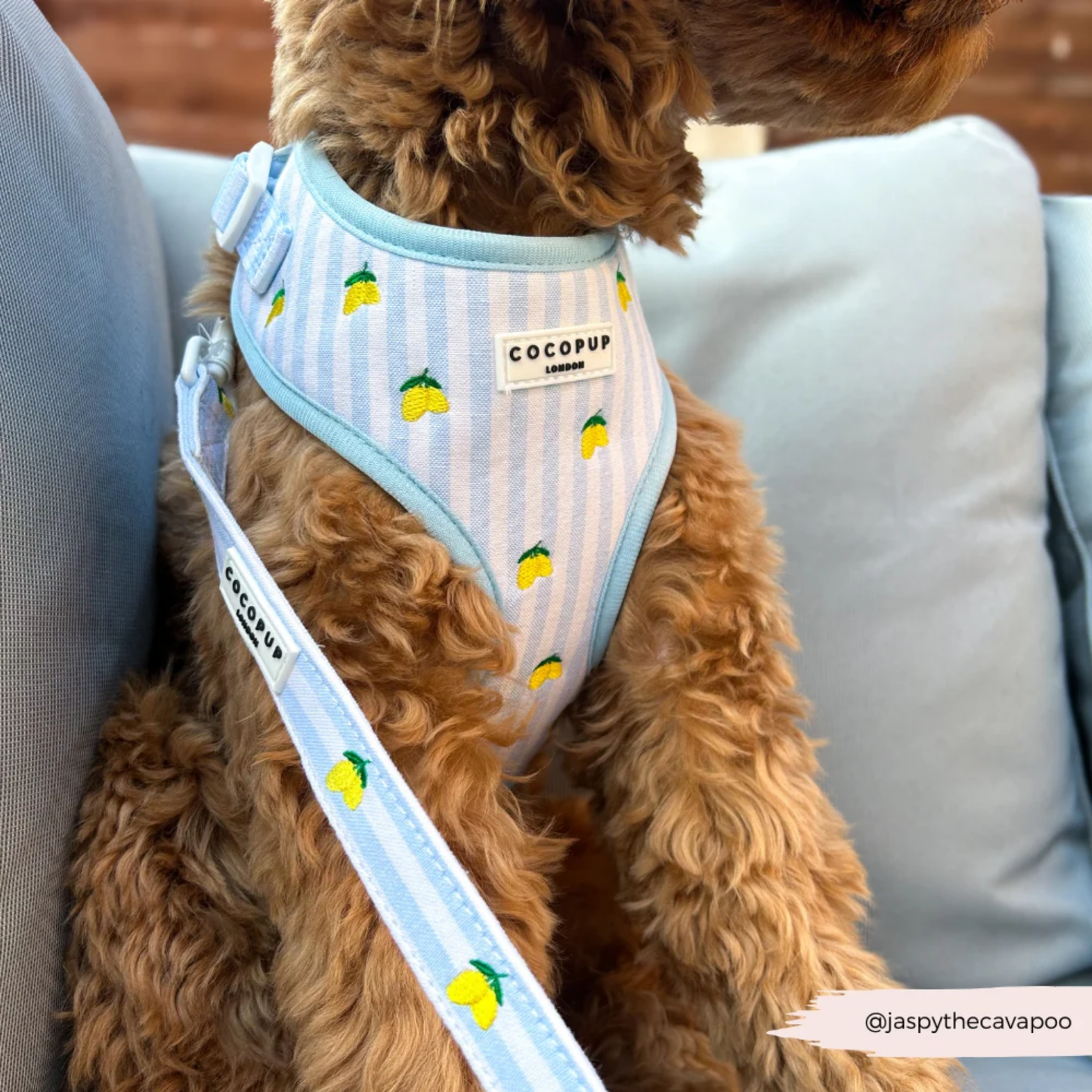 Living La Vida Lemon Leash