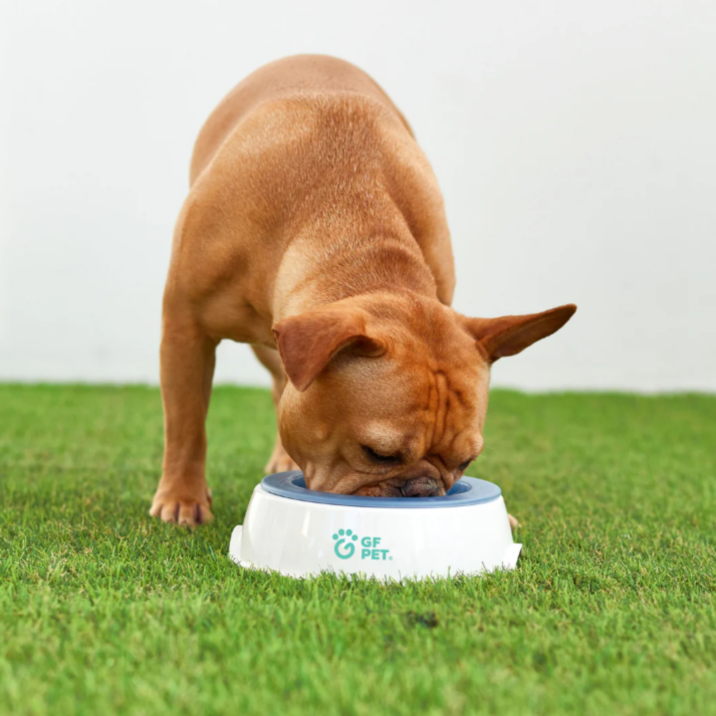 Ice Cold Pet Cooling Water Bowl