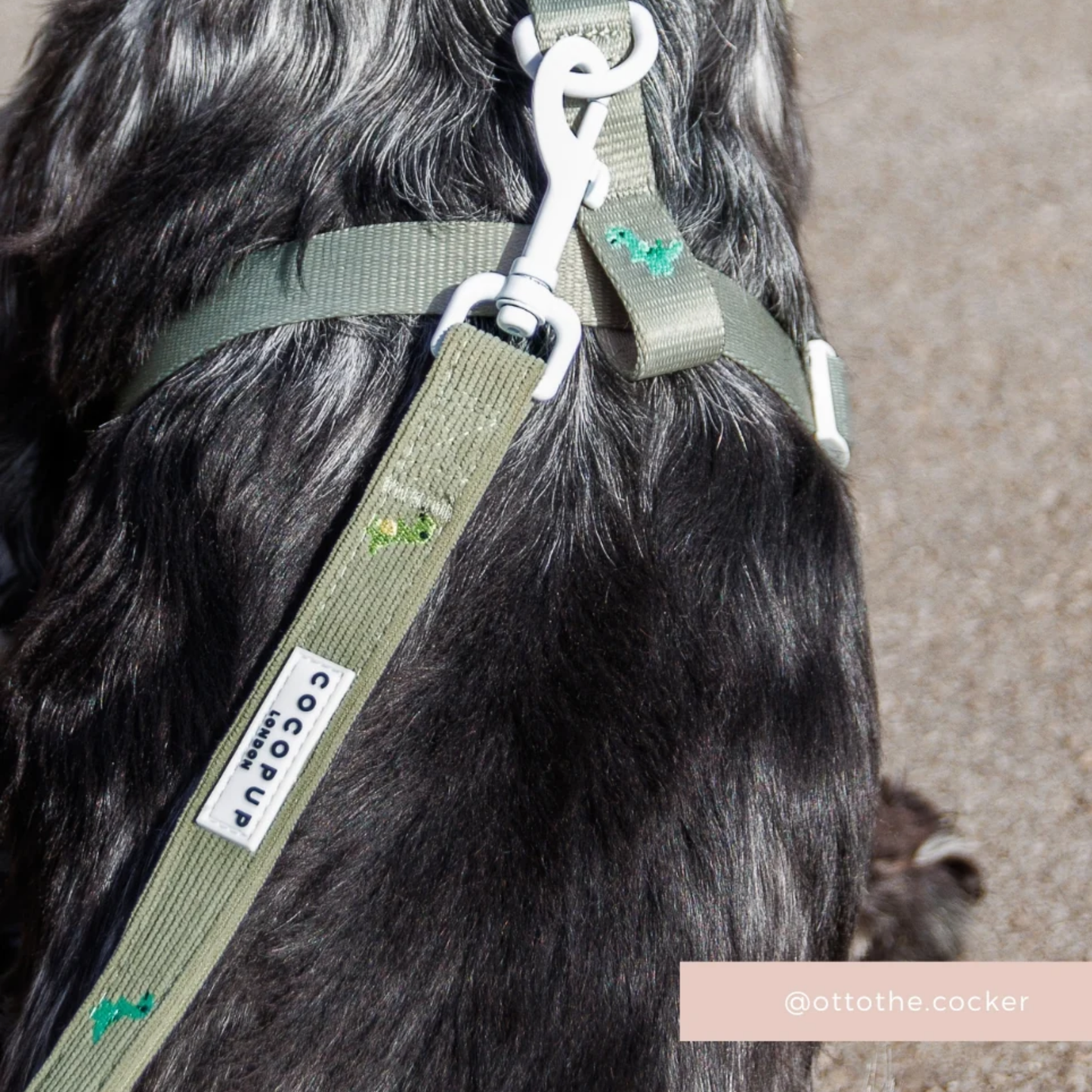 Dino Doodles Leash