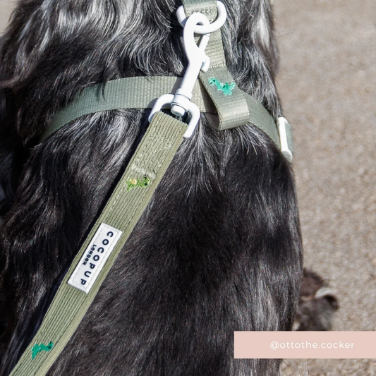 Dino Doodles Leash