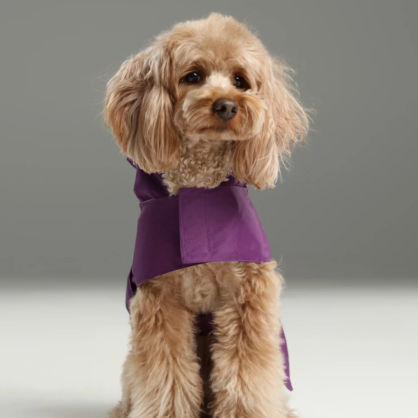 Capsule Raincoat Purple
