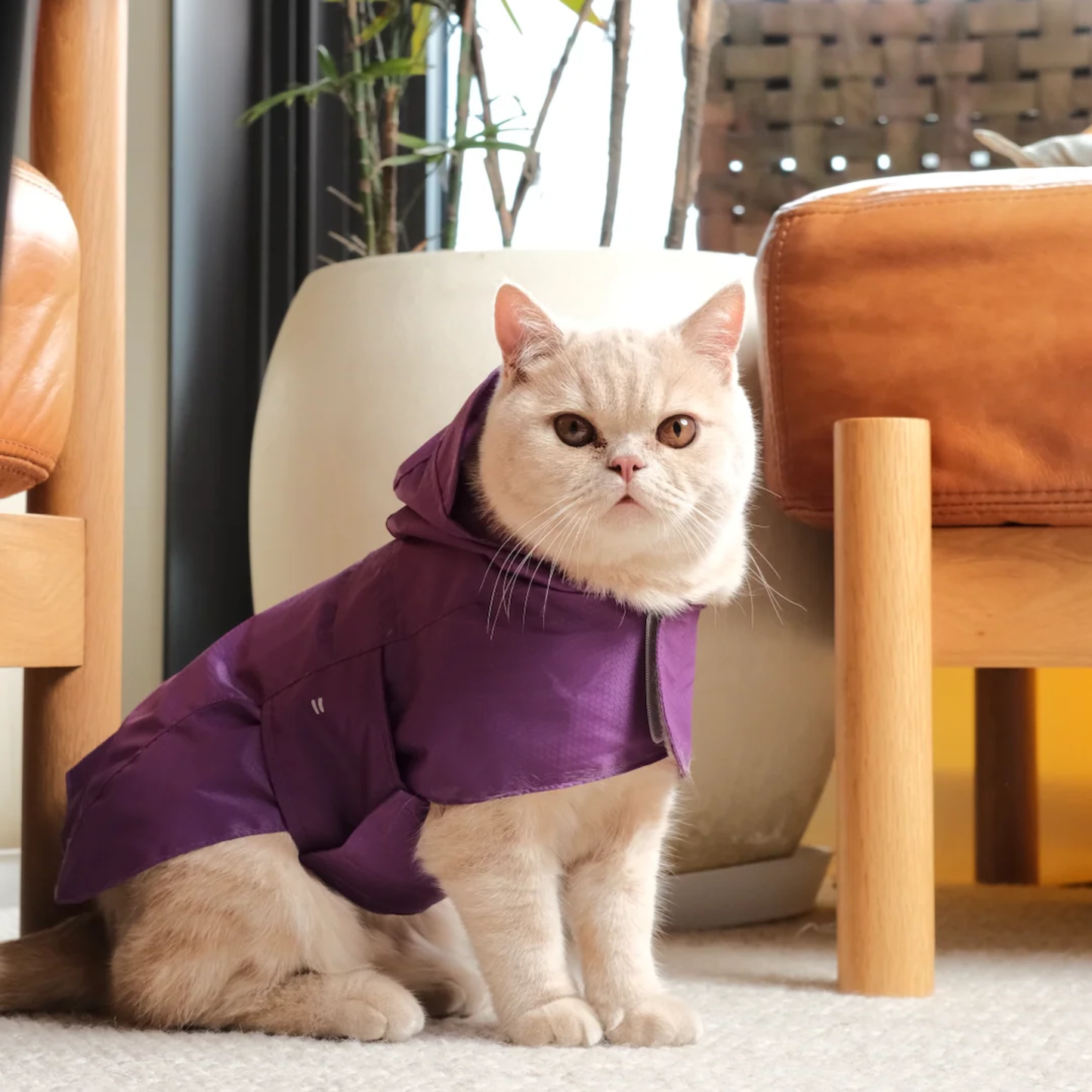 Capsule Raincoat Purple