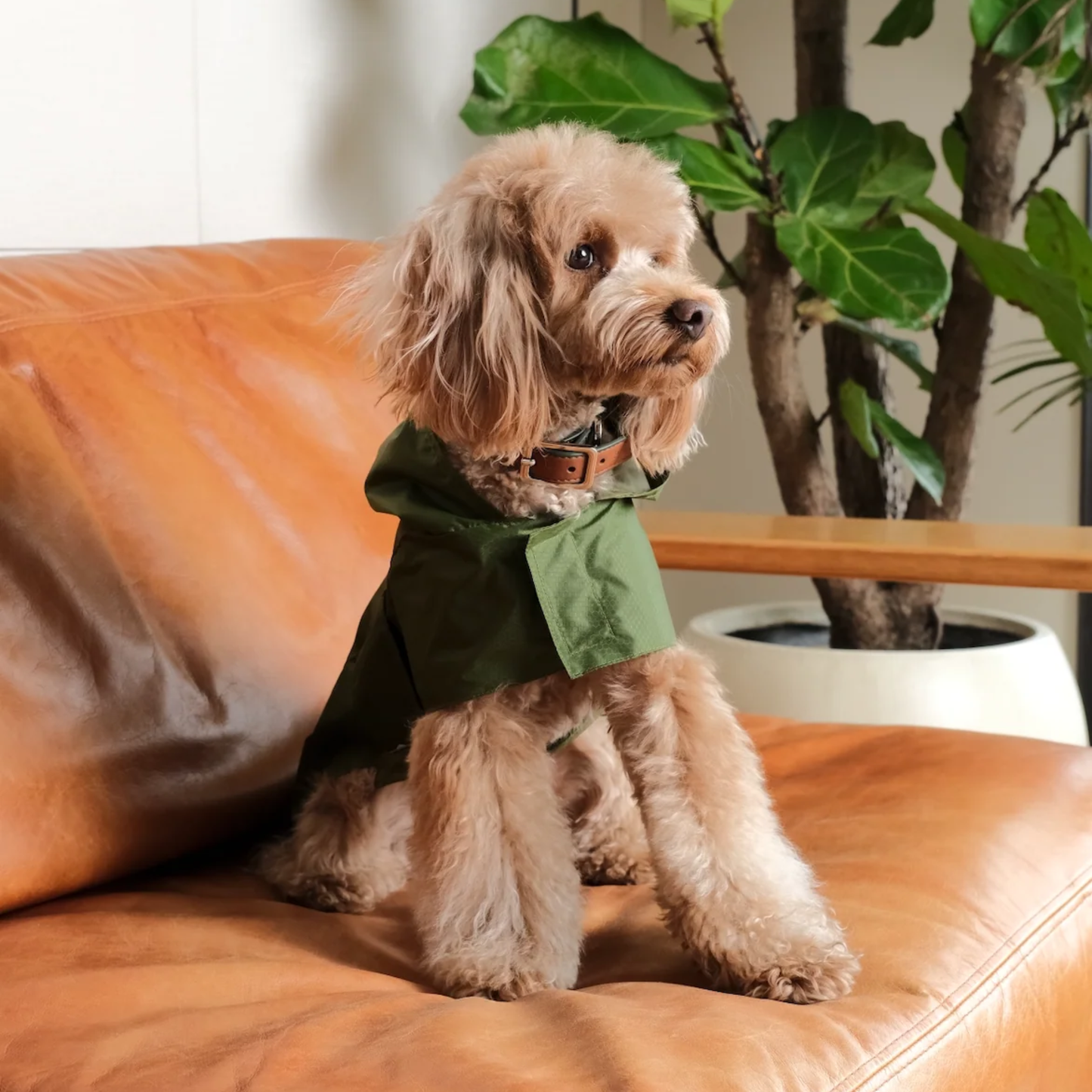 Capsule Raincoat Green