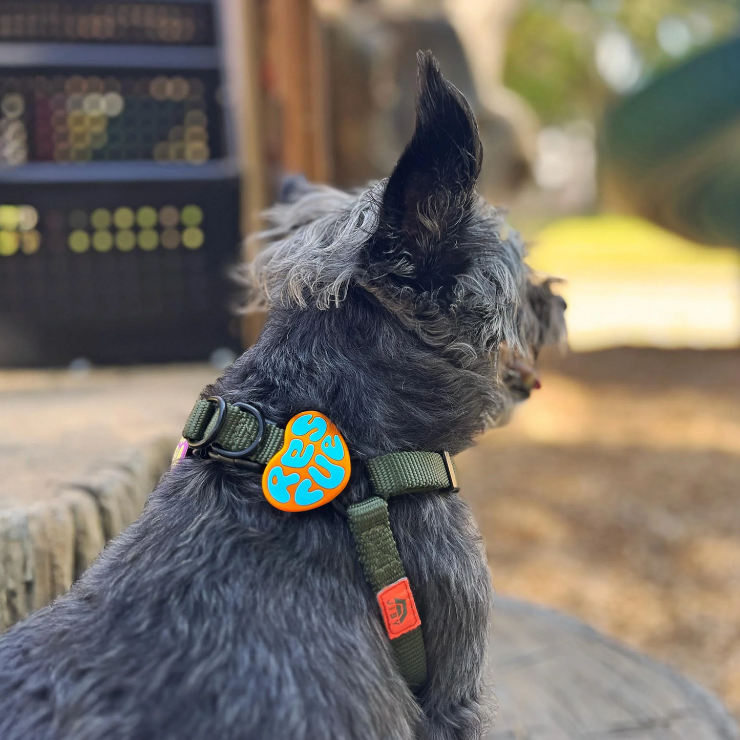Rescue Dog Jiby