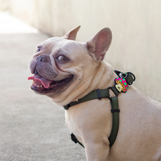 Fun Guy Dog Jiby