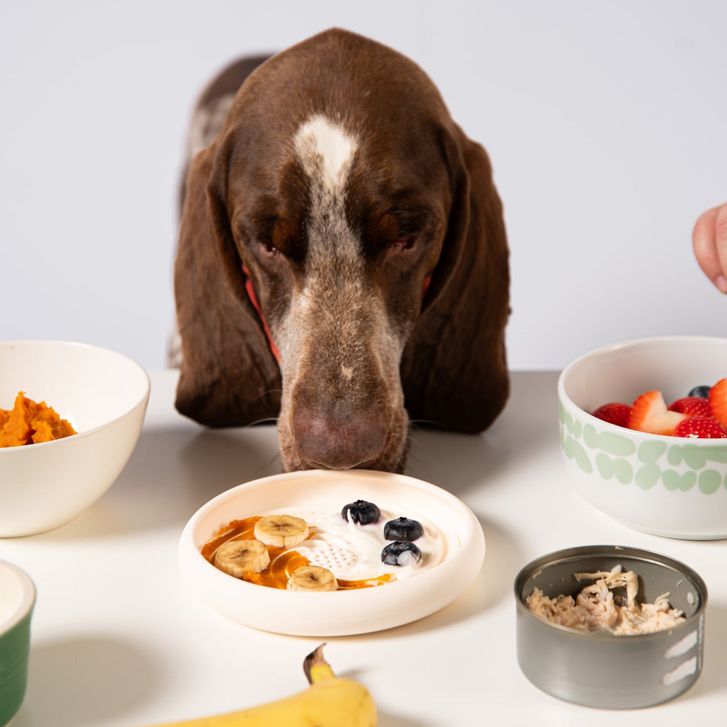 Lick Dish Slow Feeder