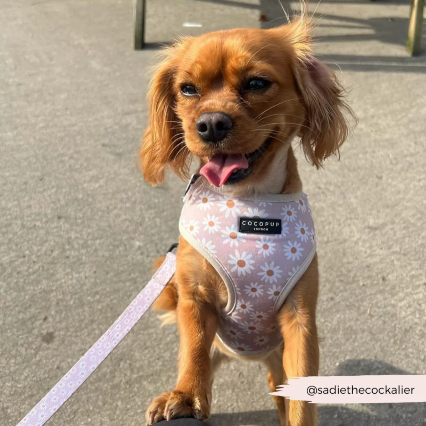 Daisy_Chain_Harness