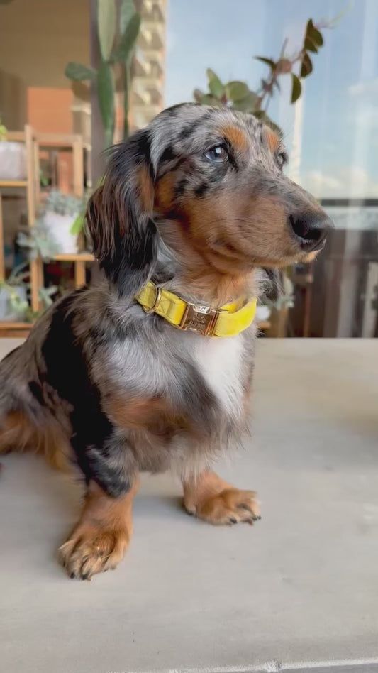 Yellow Velvet Dog Collar