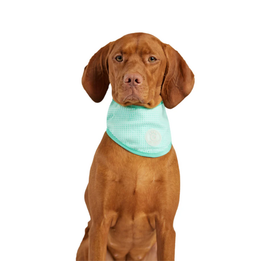 Ice Band Dog Cooling Bandana