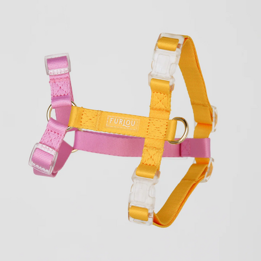 Yellow + Pink Dog Harness