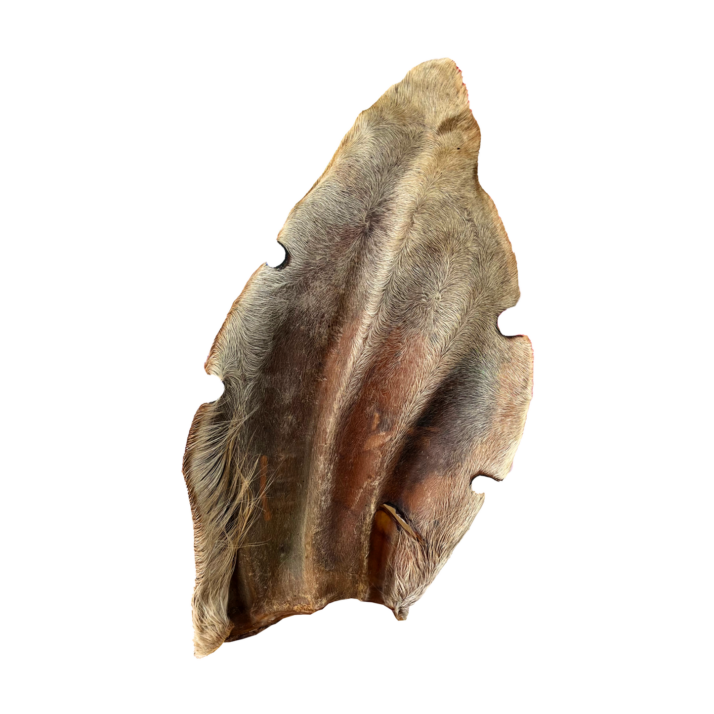 Oreja de Res